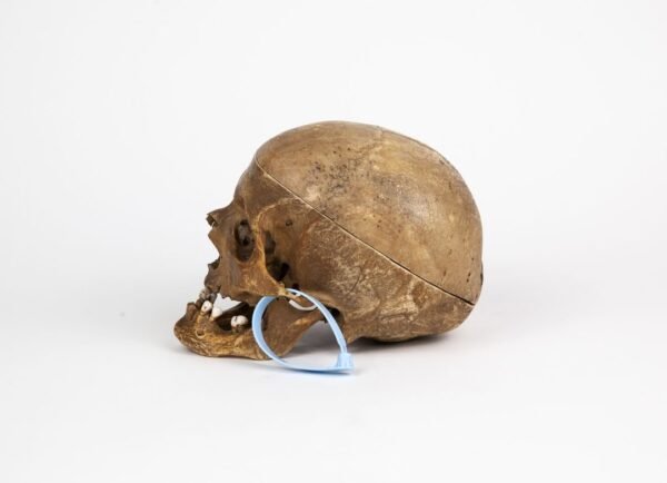 Half-Skeleton Bone Box (0244) - Image 7