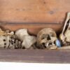 Half-Skeleton Bone Box (0244) - Image 4