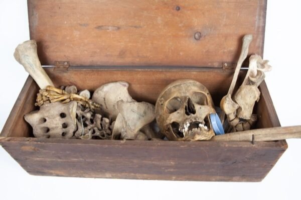 Half-Skeleton Bone Box (0244) - Image 4