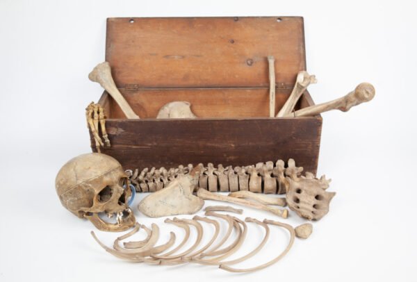 Half-Skeleton Bone Box (0244) - Image 3