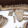 Half-Skeleton Bone Box (0244) - Image 2