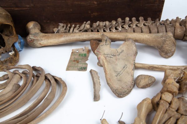 Half-Skeleton Bone Box (0244) - Image 2