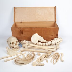 Half-Skeleton Bone Box (0245)