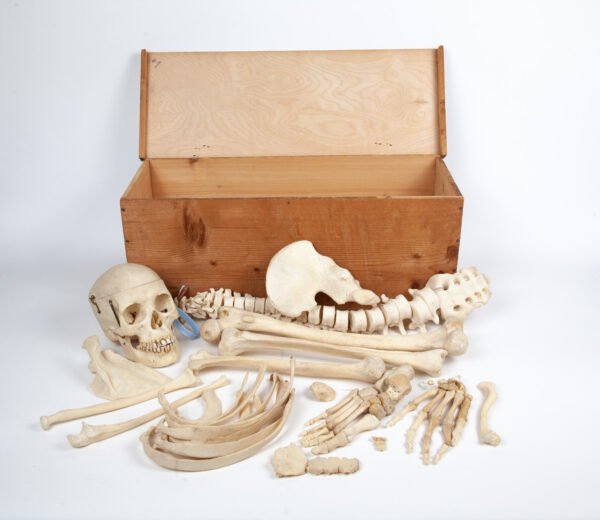 Half-Skeleton Bone Box (0245)