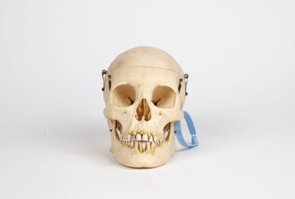 Half-Skeleton Bone Box (0245) - Image 5