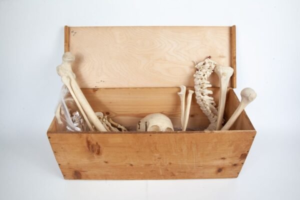 Half-Skeleton Bone Box (0245) - Image 4