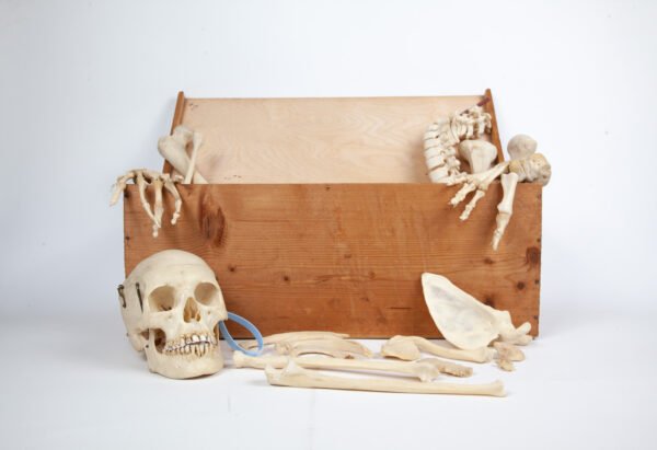 Half-Skeleton Bone Box (0245) - Image 3