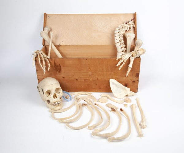 Half-Skeleton Bone Box (0245)