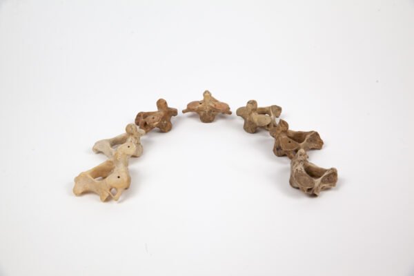 Axis Bone Teaching Set