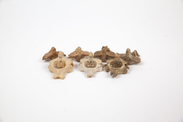 Axis Bone Teaching Set