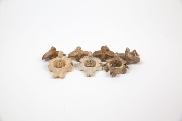 Axis Bone Teaching Set - Image 4