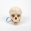 Pediatric Skull (0239)
