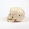 Pediatric Skull (0239) - Image 3