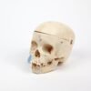 Pediatric Skull (0239) - Image 2