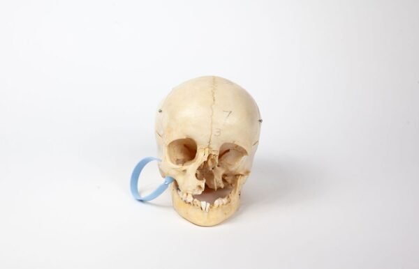 Uncut Pediatric Skull (0241)