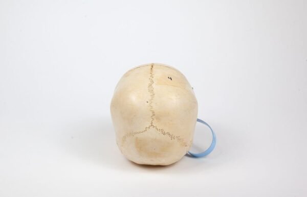 Uncut Pediatric Skull (0241) - Image 4