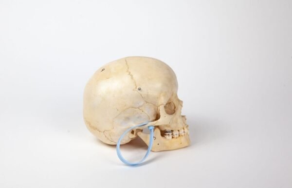 Uncut Pediatric Skull (0241) - Image 2