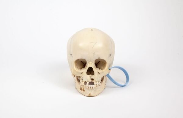 Uncut Pediatric Skull (0247)