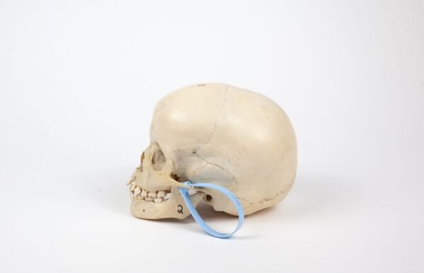 Uncut Pediatric Skull (0247) - Image 2