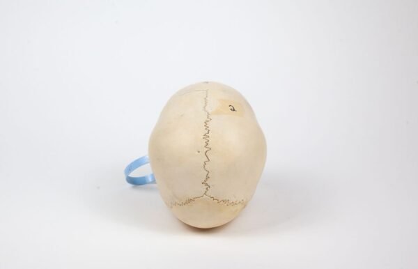 Uncut Pediatric Skull (0247) - Image 4