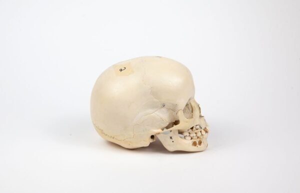 Uncut Pediatric Skull (0247) - Image 3