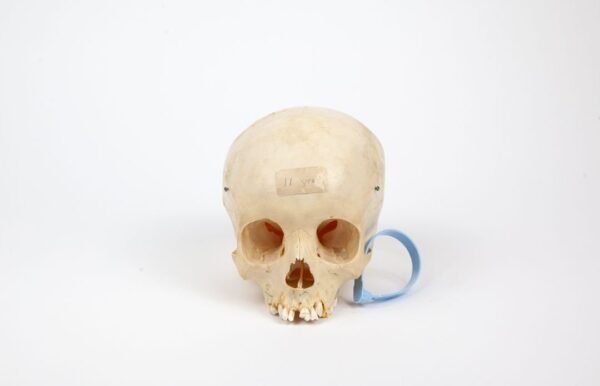 Uncut Pediatric Skull (0248)