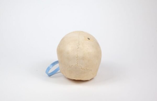 Uncut Pediatric Skull (0248) - Image 4