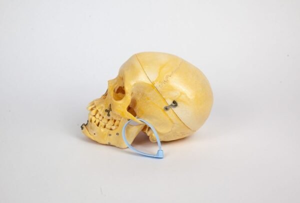 Skull with Facial Reconstruction (0249) - Image 2
