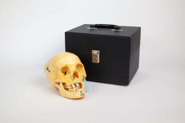 Skull with Facial Reconstruction (0249) - Image 5