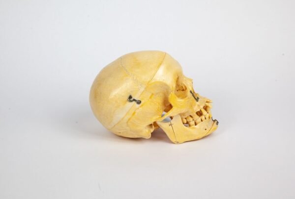 Skull with Facial Reconstruction (0249) - Image 3
