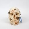 Kilgore Demonstrative Skull (0255)