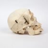Kilgore Demonstrative Skull (0255) - Image 3