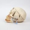 Kilgore Demonstrative Skull (0255) - Image 2