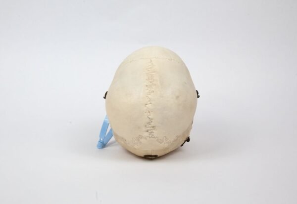 Kilgore Demonstrative Skull (0255) - Image 4