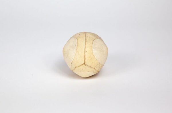 Fetal Skull - Image 4