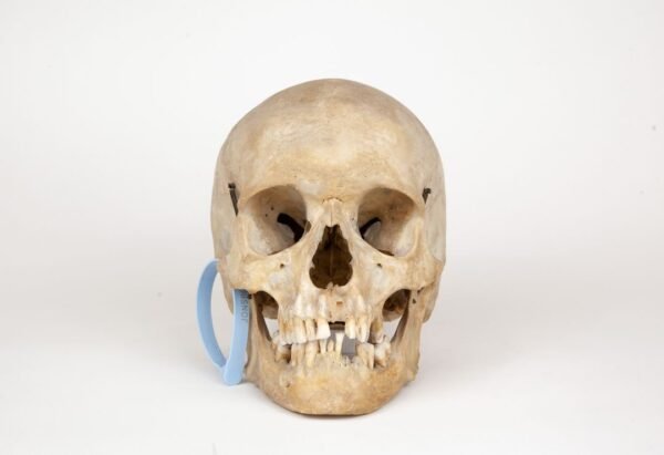 Uncut Medical Skull (0301)