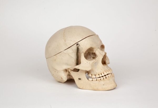 Medical Skull (0302) - Image 3