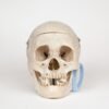 Medical Skull (0268) 