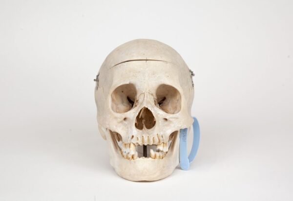 Medical Skull (0268) 