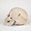 Medical Skull (0268)  - Image 3