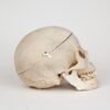 Medical Skull (0268)  - Image 2
