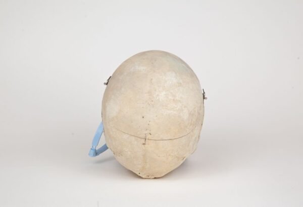 Medical Skull (0270) - Image 4