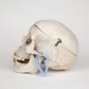 Medical Skull (0272)  - Image 3