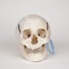 Medical Skull (0280) 