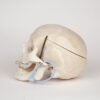 Medical Skull (0280)  - Image 3