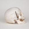 Medical Skull (0280)  - Image 2