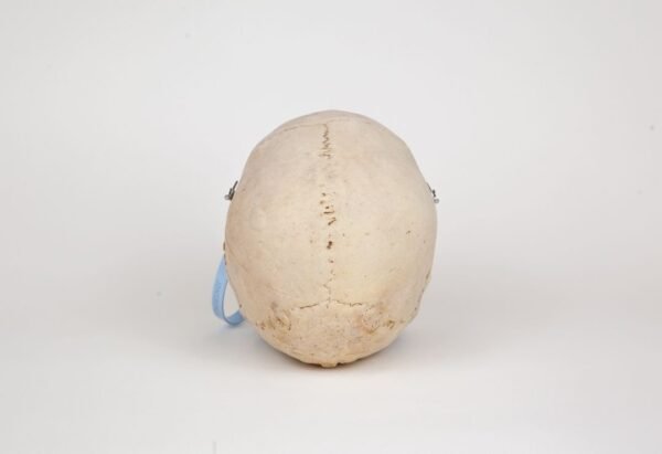 Medical Skull (0266)  - Image 4