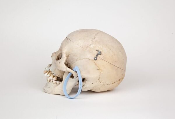 Medical Skull (0266)  - Image 3