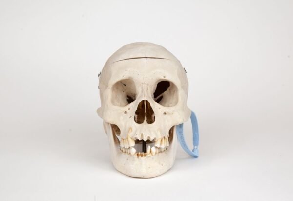 Medical Skull (0271)