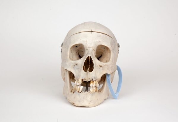 Medical Skull (0273)